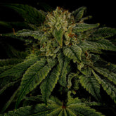 🎁 Sour Diesel Autoflower Seeds (100% off)